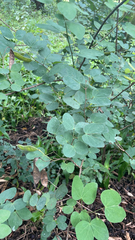 Bauhinia lunarioides