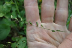 Melica picta