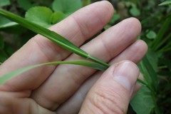Melica picta