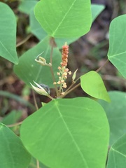 Homalanthus stillingiifolius
