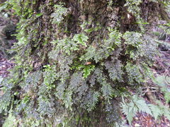 Hymenophyllum australe