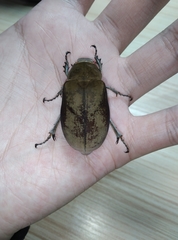 Lepidiota praecellens