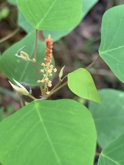 Homalanthus stillingiifolius
