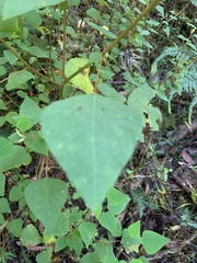 Homalanthus stillingiifolius
