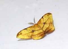 Dalima