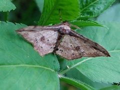 Hyposidra infixaria