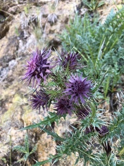 Cirsium vinaceum