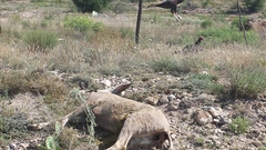 Odocoileus hemionus eremicus