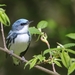 深藍色林鶯 - Photo 由 Matt Schenck 所上傳的 (c) Matt Schenck，保留部份權利CC BY