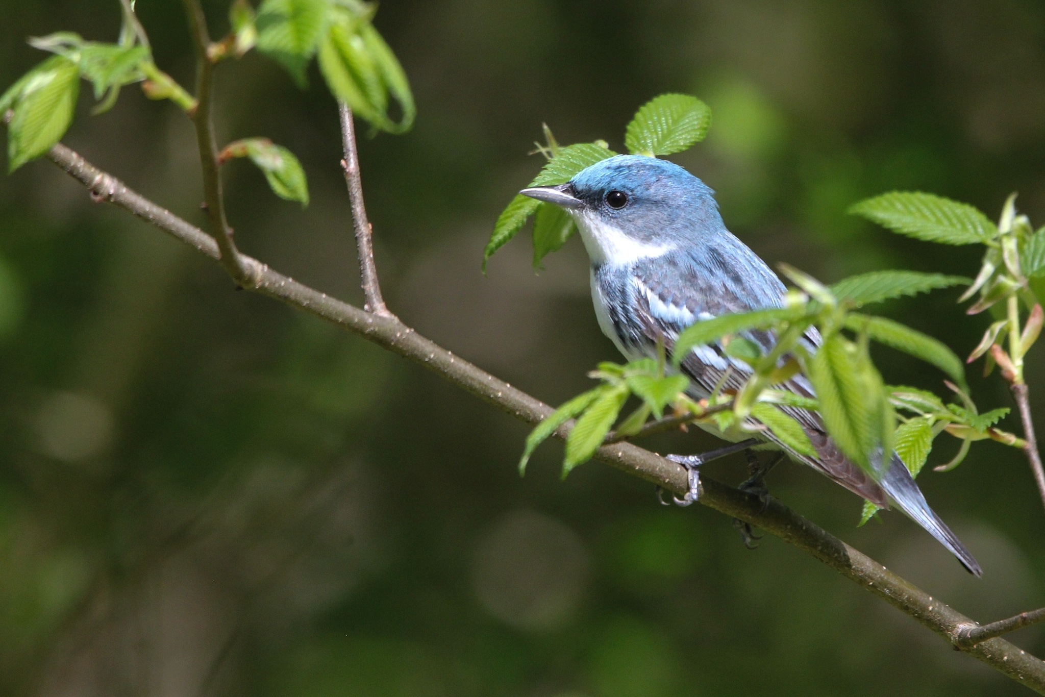 Cerulean Warbler illustration
