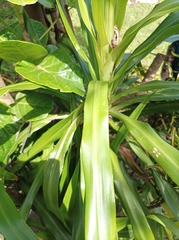 Cordyline fruticosa