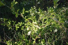 Prunus fruticosa