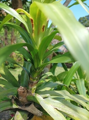 Cordyline fruticosa