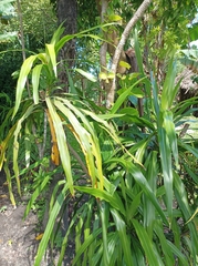 Cordyline fruticosa