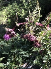 Cirsium vinaceum