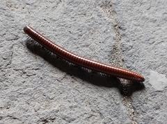 Pachyiulus hungaricus