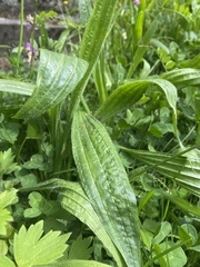 Plantago