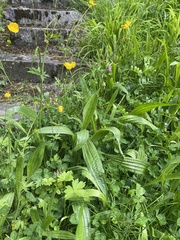 Plantago