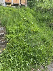 Plantago