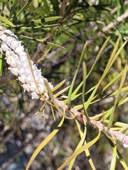 Melaleuca linearis linearis