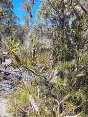 Melaleuca linearis linearis