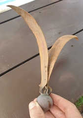 Dipterocarpus obtusifolius