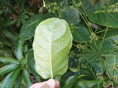 Polyscias scutellaria