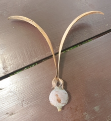 Dipterocarpus obtusifolius