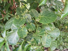 Polyscias scutellaria