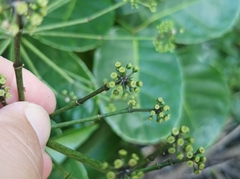 Polyscias scutellaria