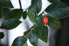 Cotoneaster simonsii