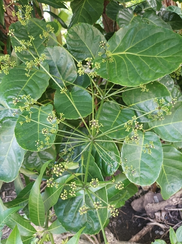 Polyscias scutellaria (Burm.fil.) Fosberg