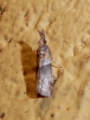 Calguia defiguralis