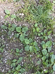 Plantago major