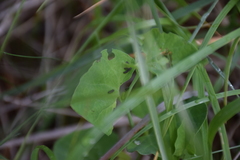 Zerynthia polyxena