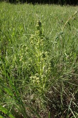 Trinia multicaulis