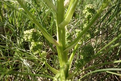 Trinia multicaulis