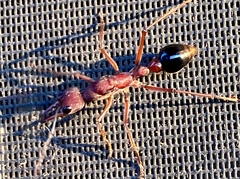 Myrmecia analis