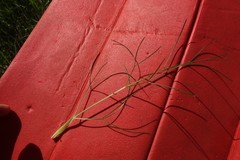 Trinia multicaulis
