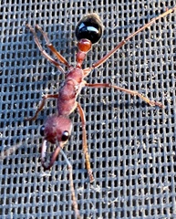 Myrmecia analis