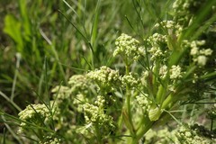 Trinia multicaulis