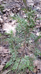 Juniperus communis