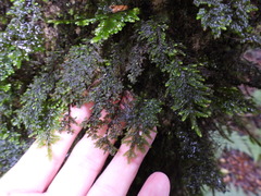Hymenophyllum australe