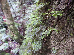 Hymenophyllum australe