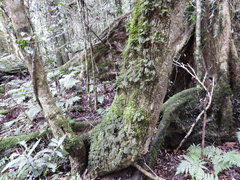 Hymenophyllum australe