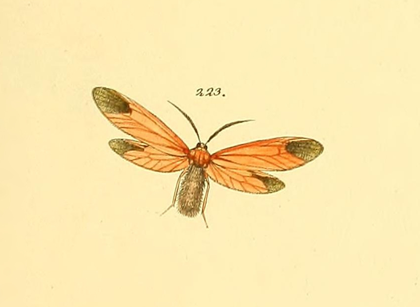 Phauda fortunii