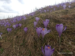 Crocus heuffelianus scepusiensis