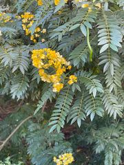 Senna spectabilis