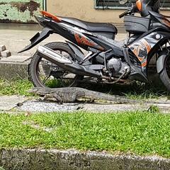 Varanus salvator macromaculatus