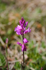 Polygala pedemontana